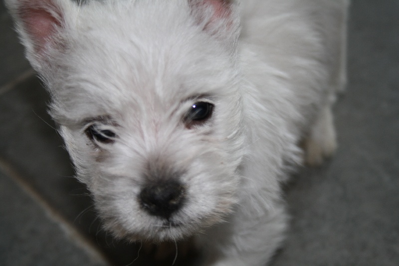 Chien Elevage La Seigneurie Du Domaine D Eole eleveur de