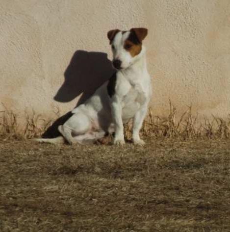 Les Jack Russell Terrier de l'affixe La Seigneurie Du Domaine D'Eole