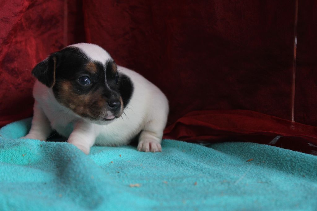 La Seigneurie Du Domaine D'Eole - Chiot disponible  - Jack Russell Terrier