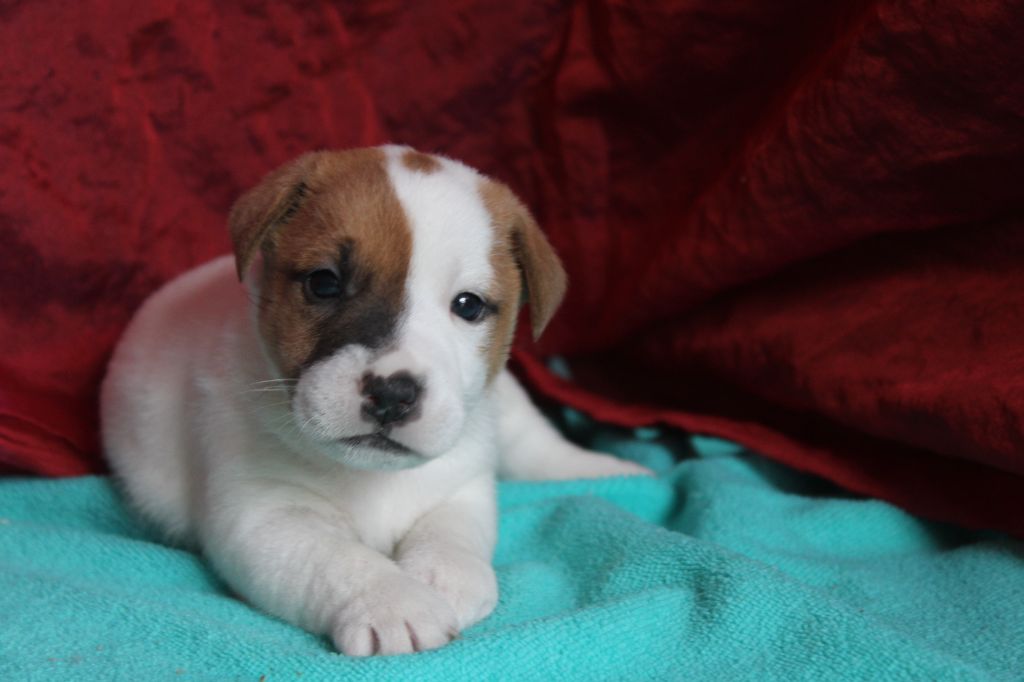 La Seigneurie Du Domaine D'Eole - Chiot disponible  - Jack Russell Terrier