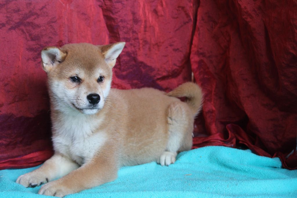 La Seigneurie Du Domaine D'Eole - Chiot disponible  - Shiba