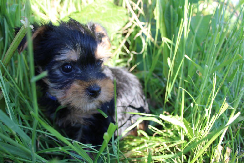 La Seigneurie Du Domaine D'Eole - Chiot disponible  - Yorkshire Terrier