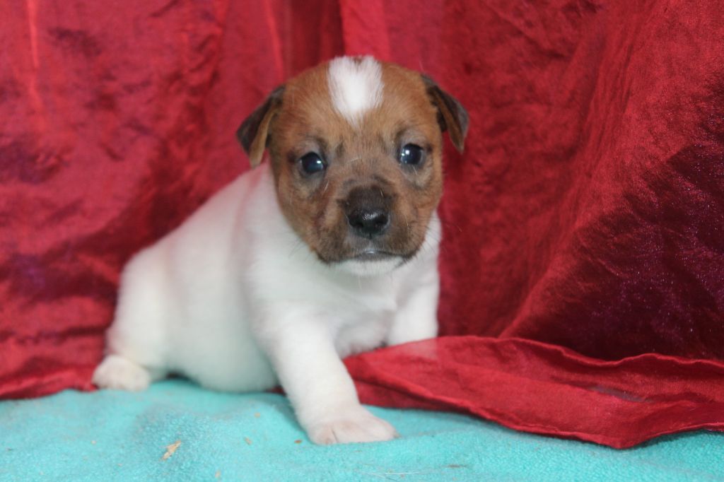 La Seigneurie Du Domaine D'Eole - Chiot disponible  - Jack Russell Terrier