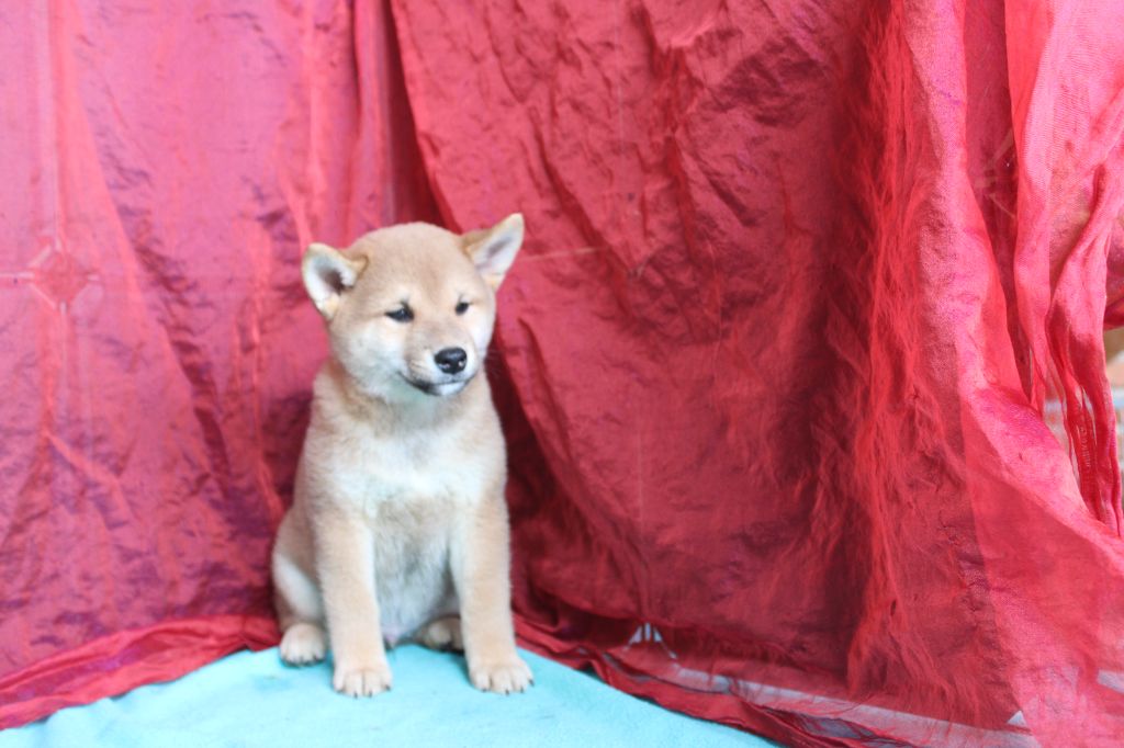 La Seigneurie Du Domaine D'Eole - Chiot disponible  - Shiba