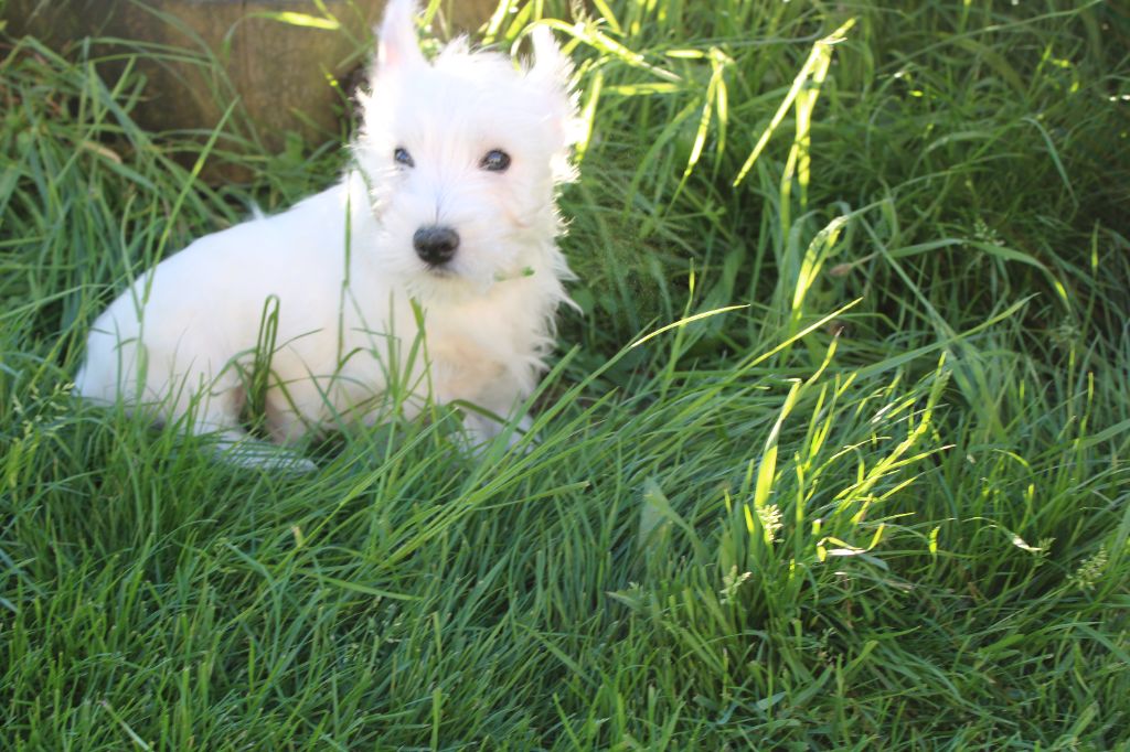 La Seigneurie Du Domaine D'Eole - Chiot disponible  - West Highland White Terrier