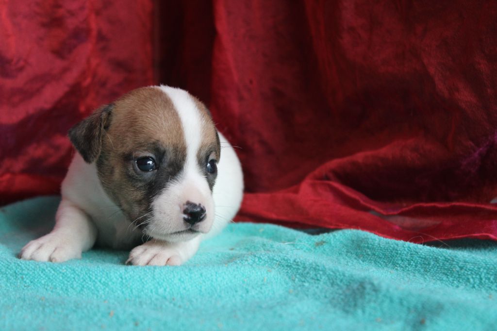 La Seigneurie Du Domaine D'Eole - Chiot disponible  - Jack Russell Terrier