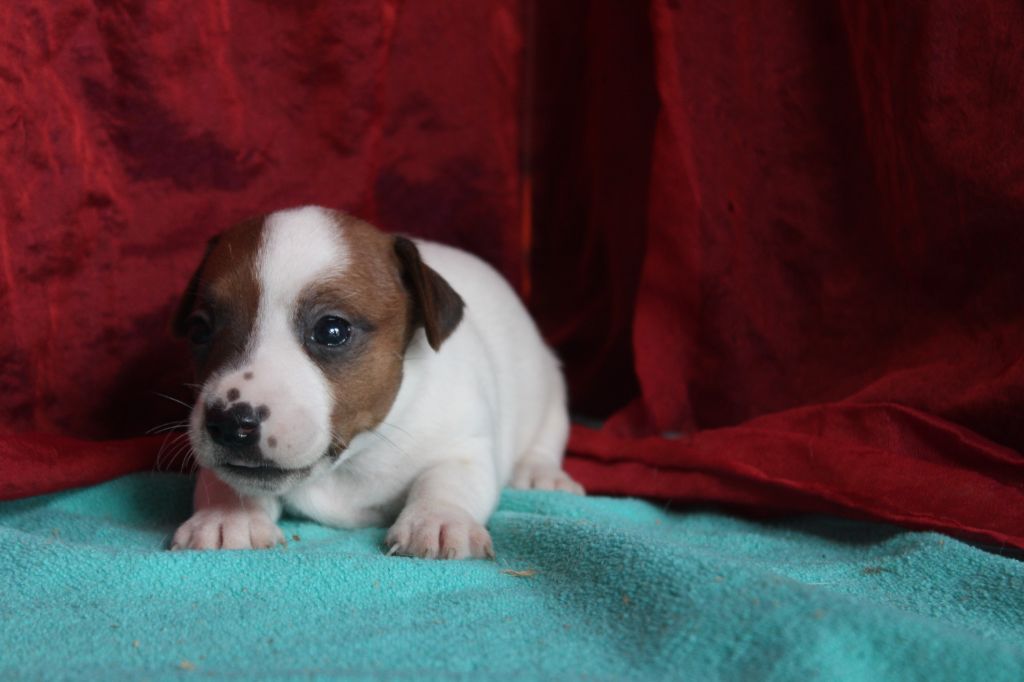 La Seigneurie Du Domaine D'Eole - Chiot disponible  - Jack Russell Terrier