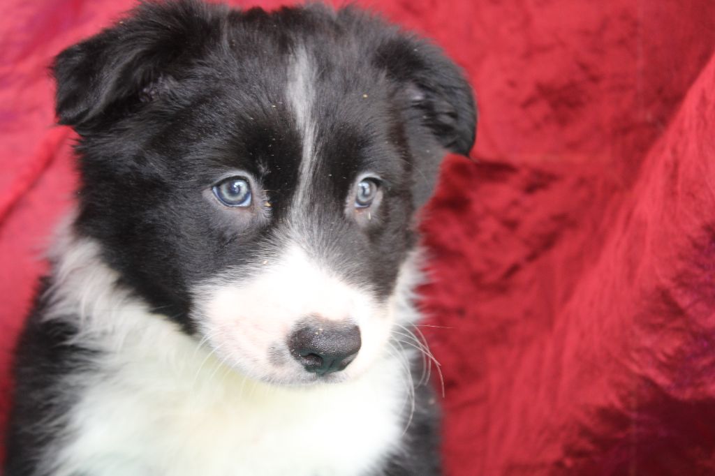 La Seigneurie Du Domaine D'Eole - Chiot disponible  - Border Collie