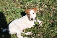 La Seigneurie Du Domaine D'Eole - Jack Russell Terrier - Portée née le 27/11/2013