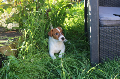 La Seigneurie Du Domaine D'Eole - Jack Russell Terrier - Portée née le 07/02/2024