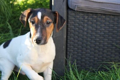 La Seigneurie Du Domaine D'Eole - Jack Russell Terrier - Portée née le 01/12/2023