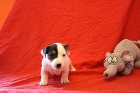 La Seigneurie Du Domaine D'Eole - Jack Russell Terrier - Portée née le 03/01/2017