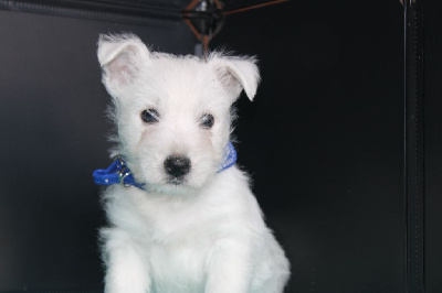 La Seigneurie Du Domaine D'Eole - West Highland White Terrier - Portée née le 28/01/2024