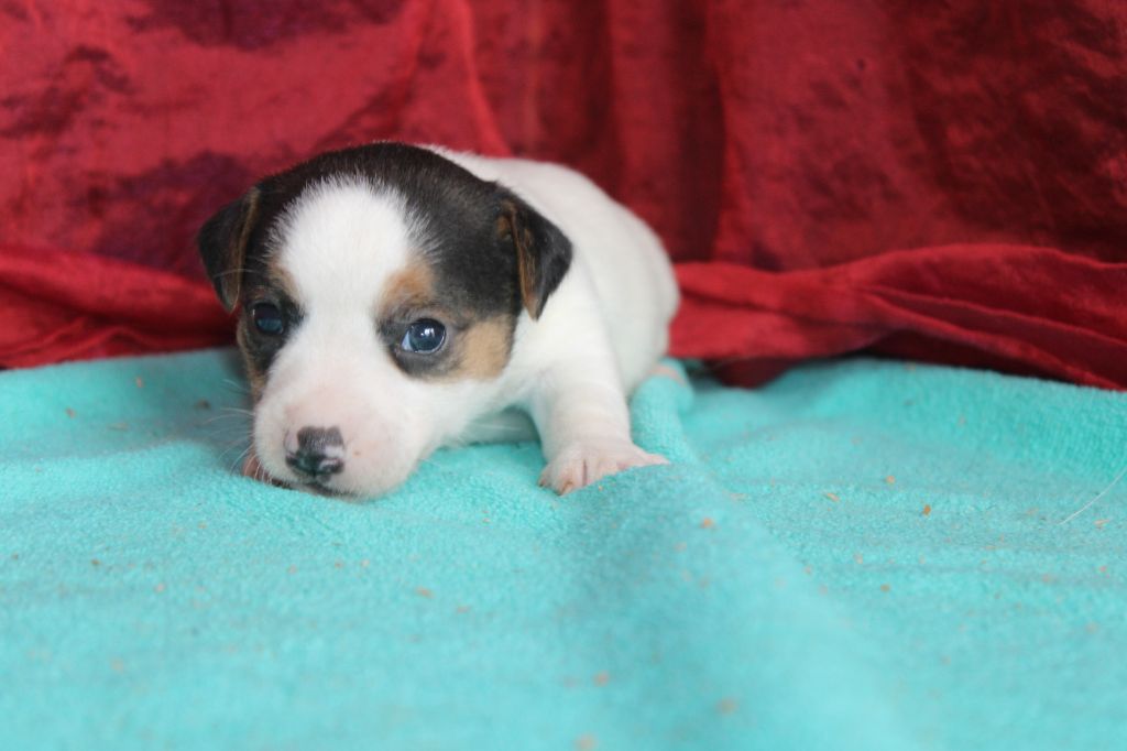 La Seigneurie Du Domaine D'Eole - Chiot disponible  - Jack Russell Terrier