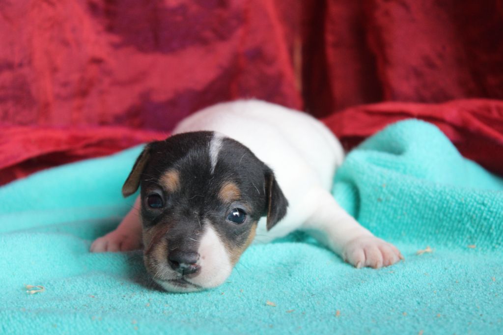 La Seigneurie Du Domaine D'Eole - Chiot disponible  - Jack Russell Terrier