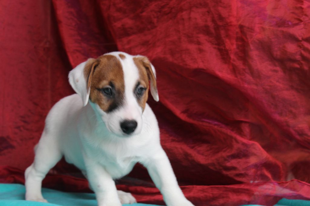 La Seigneurie Du Domaine D'Eole - Chiot disponible  - Jack Russell Terrier