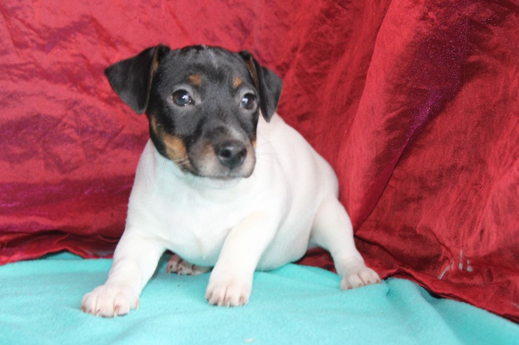 La Seigneurie Du Domaine D'Eole - Chiot disponible  - Jack Russell Terrier