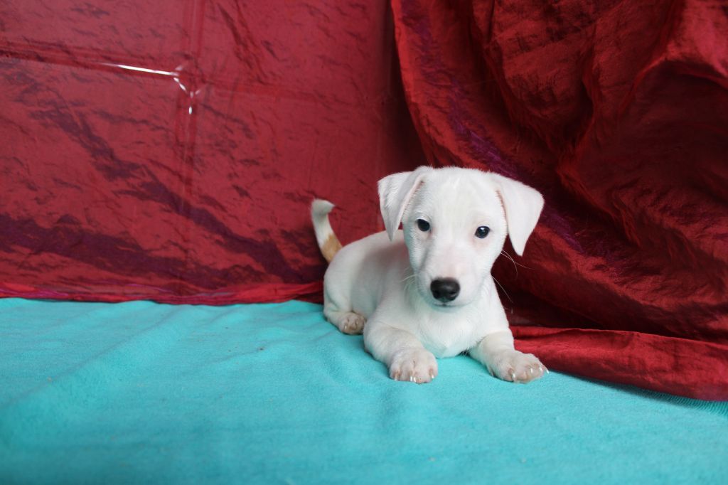 La Seigneurie Du Domaine D'Eole - Chiot disponible  - Jack Russell Terrier