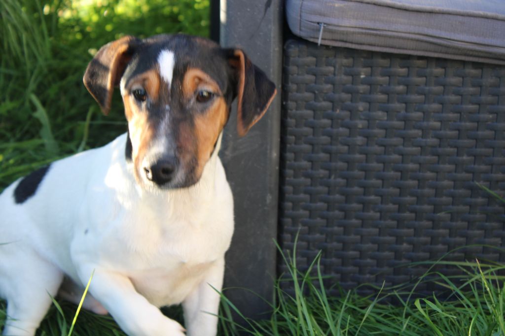 La Seigneurie Du Domaine D'Eole - Chiot disponible  - Jack Russell Terrier
