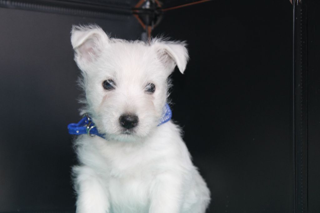 La Seigneurie Du Domaine D'Eole - Chiot disponible  - West Highland White Terrier