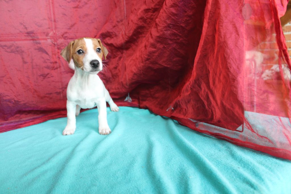 La Seigneurie Du Domaine D'Eole - Chiot disponible  - Jack Russell Terrier