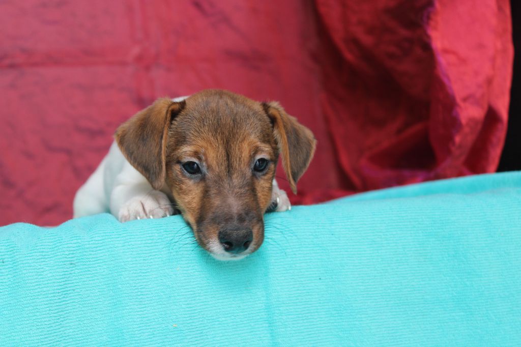 La Seigneurie Du Domaine D'Eole - Chiot disponible  - Jack Russell Terrier