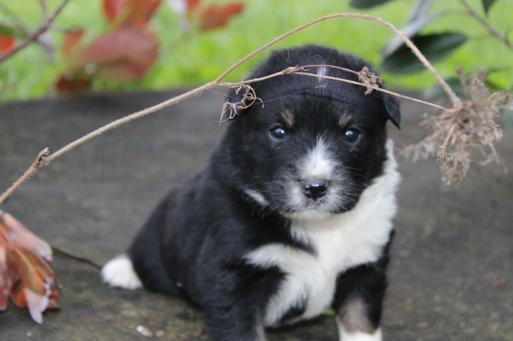 La Seigneurie Du Domaine D'Eole - Chiots disponibles - Berger Américain Miniature 