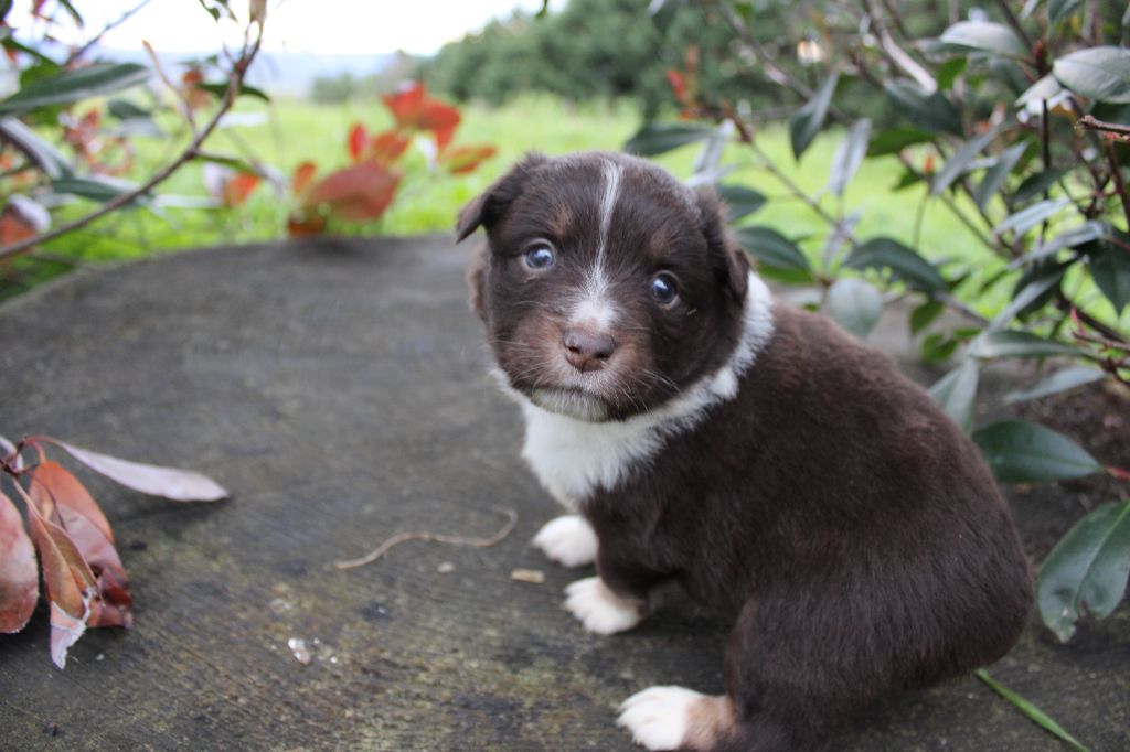 La Seigneurie Du Domaine D'Eole - Chiots disponibles - Berger Américain Miniature 