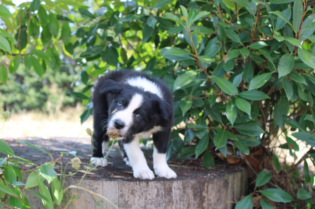 La Seigneurie Du Domaine D'Eole - Chiots disponibles - Border Collie