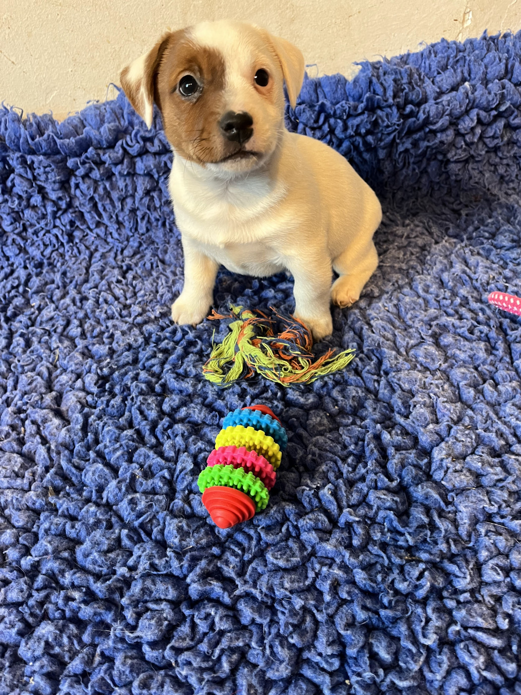 La Seigneurie Du Domaine D'Eole - Chiots disponibles - Jack Russell Terrier