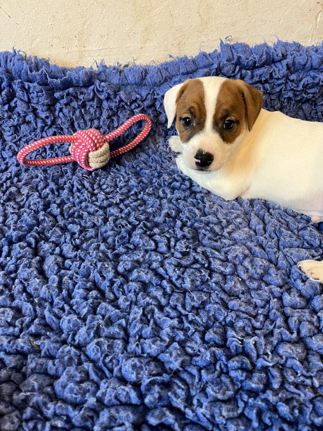 La Seigneurie Du Domaine D'Eole - Chiots disponibles - Jack Russell Terrier