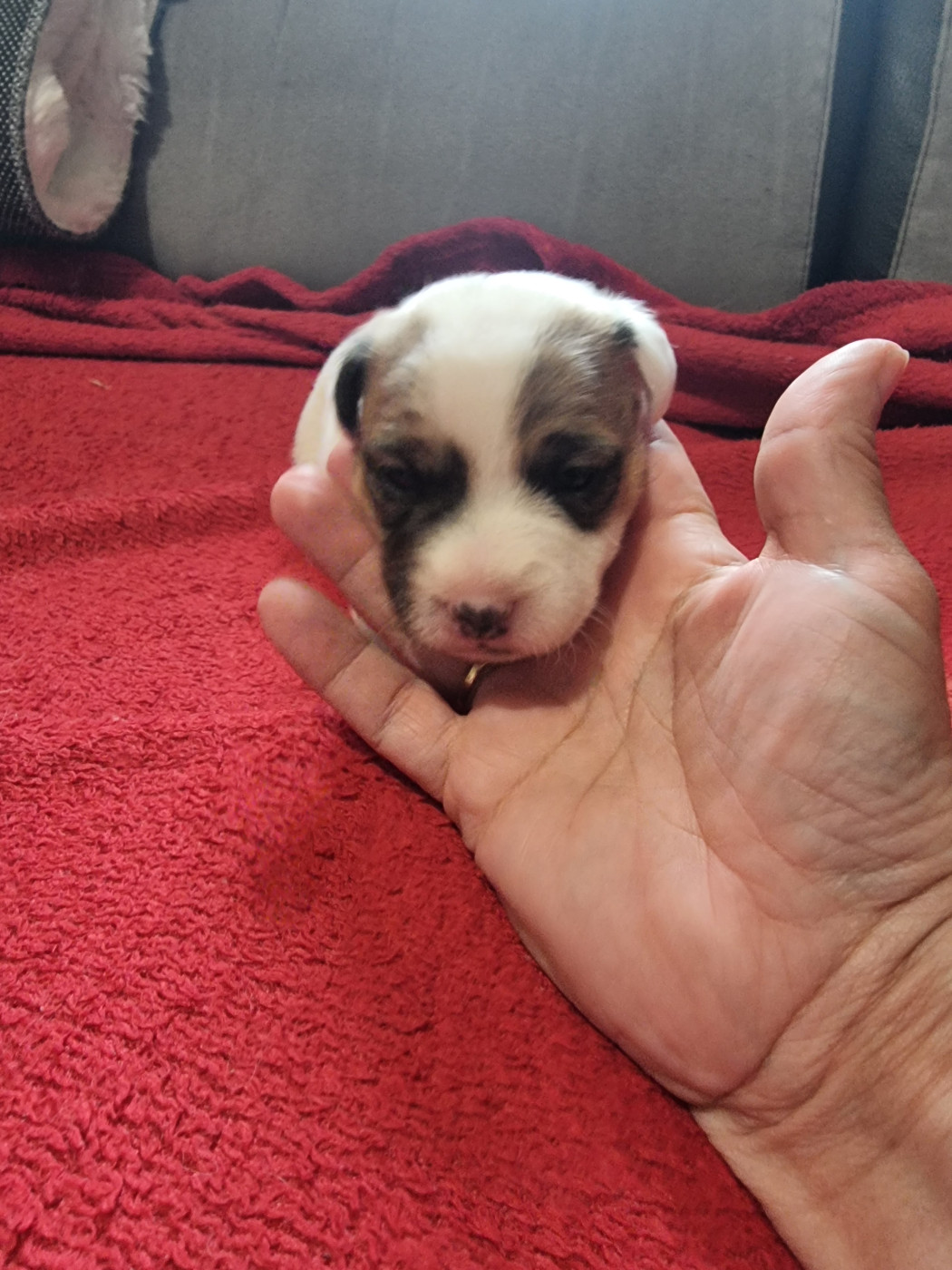 La Seigneurie Du Domaine D'Eole - Chiots disponibles - Jack Russell Terrier