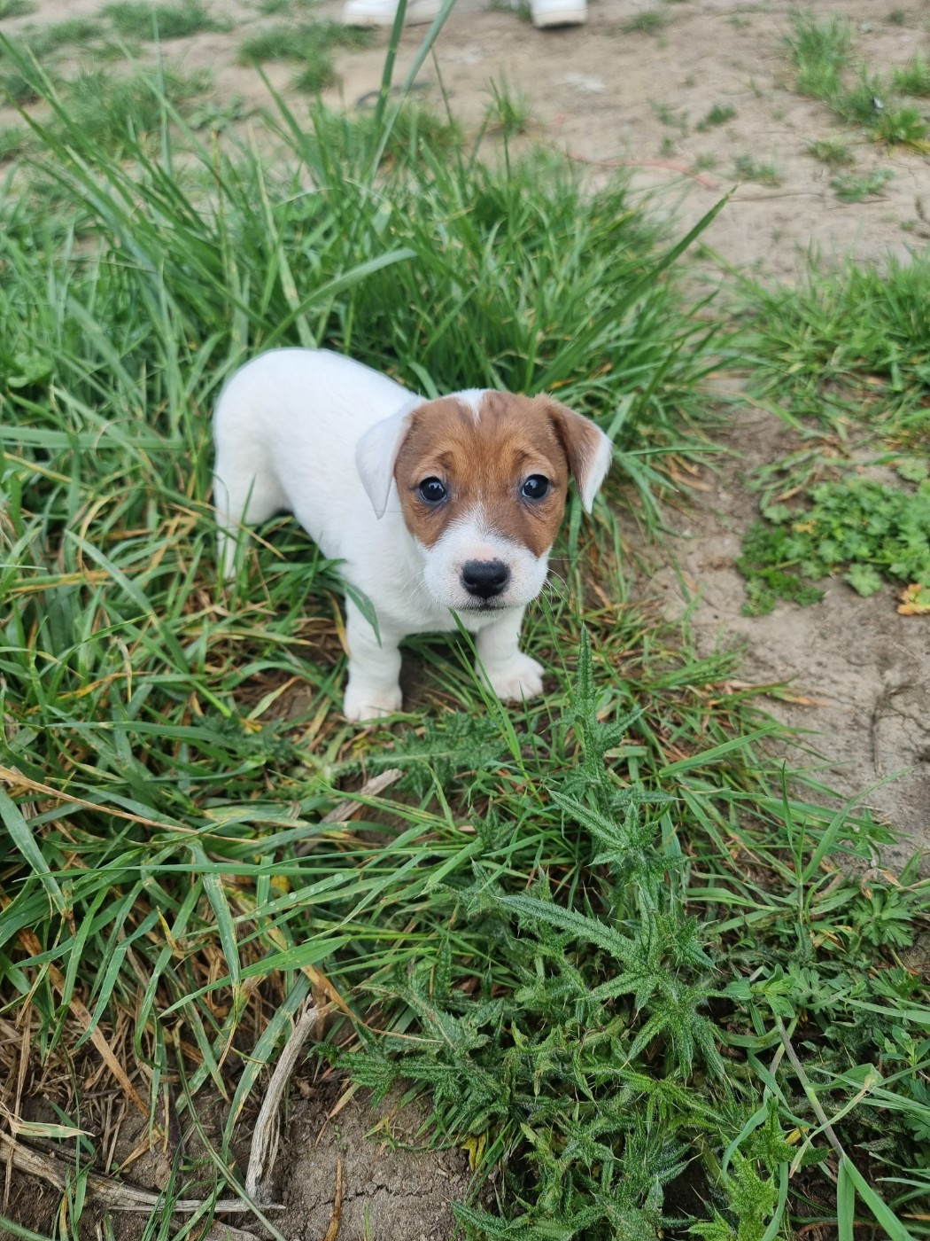 La Seigneurie Du Domaine D'Eole - Chiots disponibles - Jack Russell Terrier