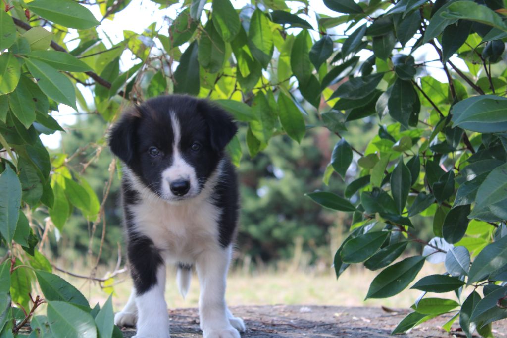 La Seigneurie Du Domaine D'Eole - Chiots disponibles - Border Collie