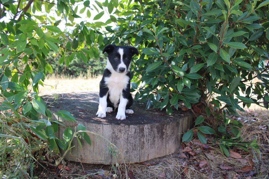 La Seigneurie Du Domaine D'Eole - Chiots disponibles - Border Collie