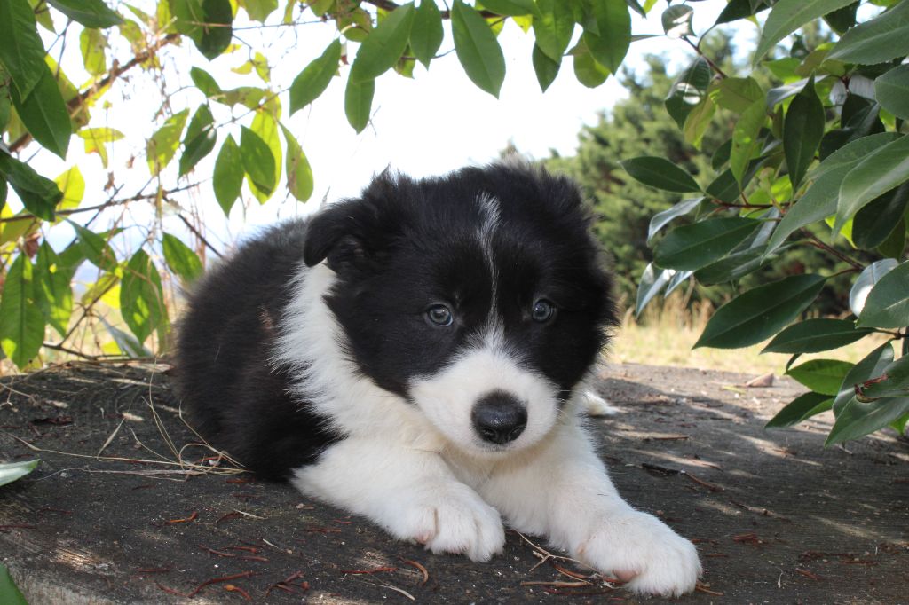 La Seigneurie Du Domaine D'Eole - Chiots disponibles - Border Collie