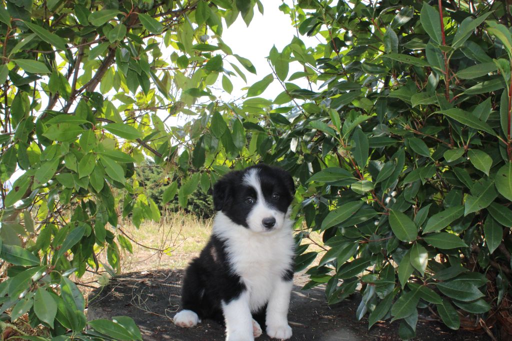 La Seigneurie Du Domaine D'Eole - Chiots disponibles - Border Collie
