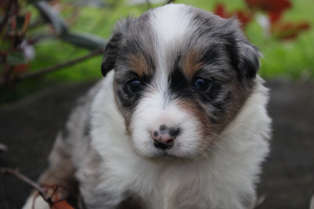 La Seigneurie Du Domaine D'Eole - Chiots disponibles - Berger Américain Miniature 