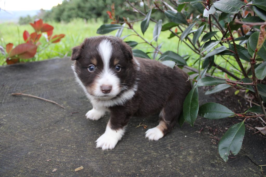 La Seigneurie Du Domaine D'Eole - Chiots disponibles - Berger Américain Miniature 