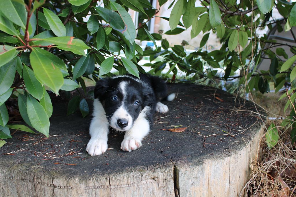 La Seigneurie Du Domaine D'Eole - Chiots disponibles - Border Collie