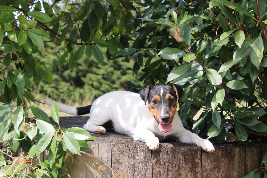 CHIOT 4