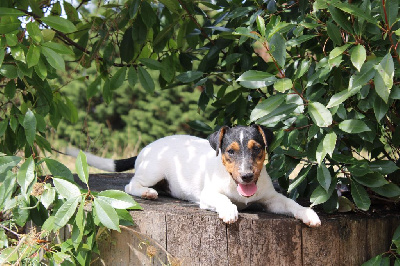 CHIOT 4