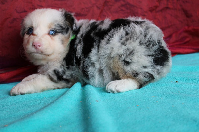 CHIOT 1