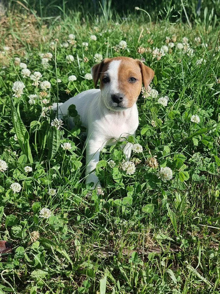 La Seigneurie Du Domaine D'Eole - Chiots disponibles - Jack Russell Terrier