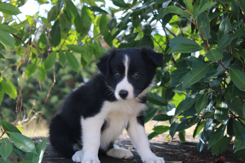 La Seigneurie Du Domaine D'Eole - Chiots disponibles - Border Collie