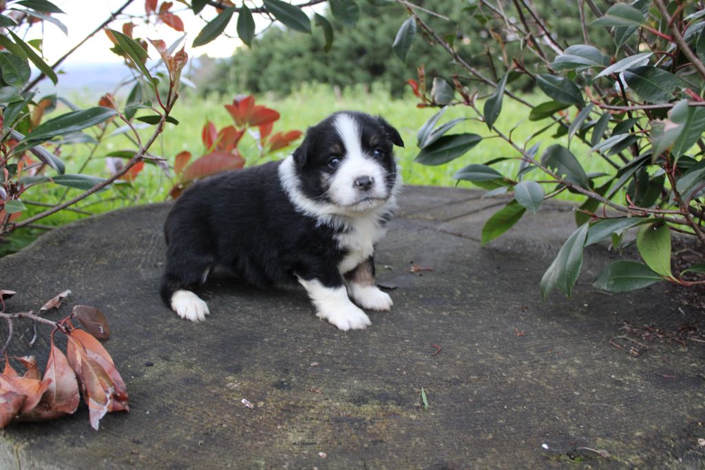 La Seigneurie Du Domaine D'Eole - Chiots disponibles - Berger Américain Miniature 