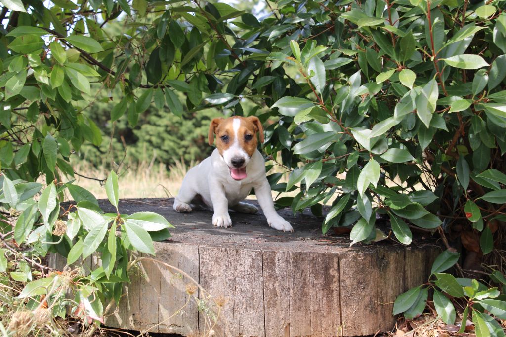 La Seigneurie Du Domaine D'Eole - Chiots disponibles - Jack Russell Terrier