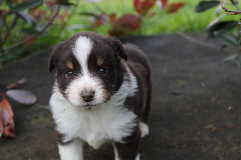 La Seigneurie Du Domaine D'Eole - Chiots disponibles - Berger Américain Miniature 